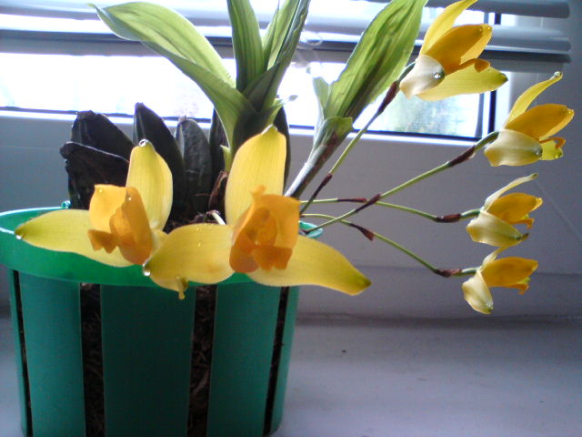 мексиканка - цветет и пахнет!