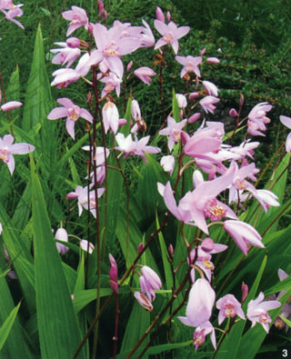 Bletilla Brigantes (striata xochracea).jpg