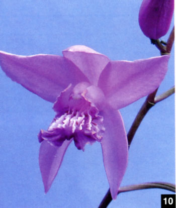 Bletilla Penway Classic (Brigantes Mars x Penway Imperial).jpg