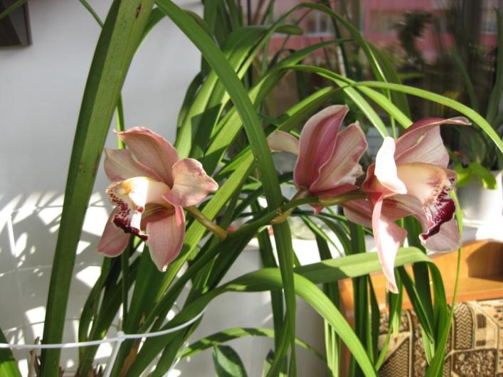 Изображение 330 сж.jpg