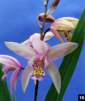 Bletilla Penway Harlequin.jpg