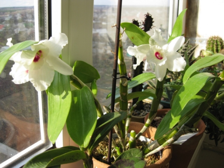 Изображение 336 сж.jpg