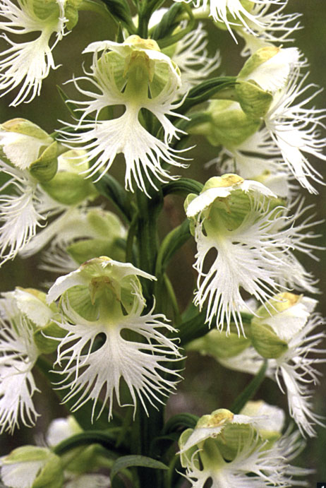 Platanthera praeclara.jpg