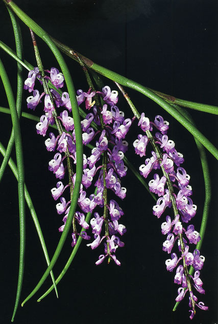 Schoenorchis juncifolia1.jpg