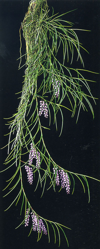 Schoenorchis juncifolia.jpg