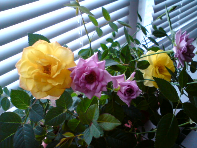 DSC00806.JPG