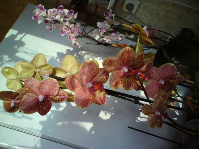 Голландец в лучах солнца