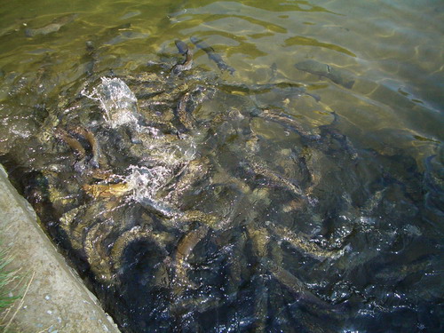 forel 03.jpg