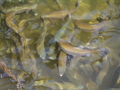 forel 06.jpg