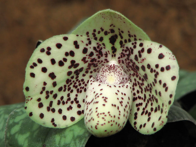 Paphiopedilum Bellatulum.jpg