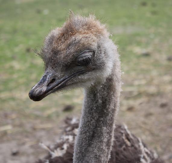 11 портретик.jpg