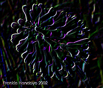 smillieae_big_216_01.gif