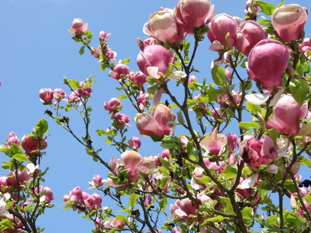 blumenn 025.jpg