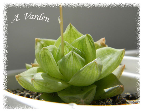 Haworthia_cymbiformis_6.jpg