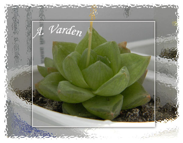 Haworthia_cymbiformis_5.jpg