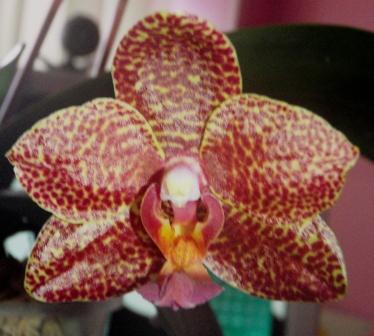 Изображение 325.jpg