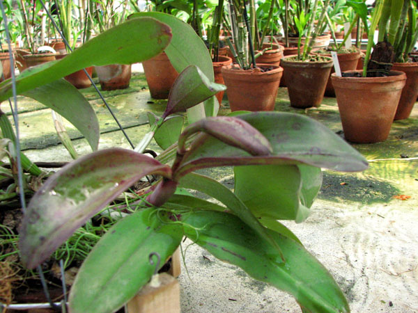 Cattleya aclandiae x schilleriana.jpg