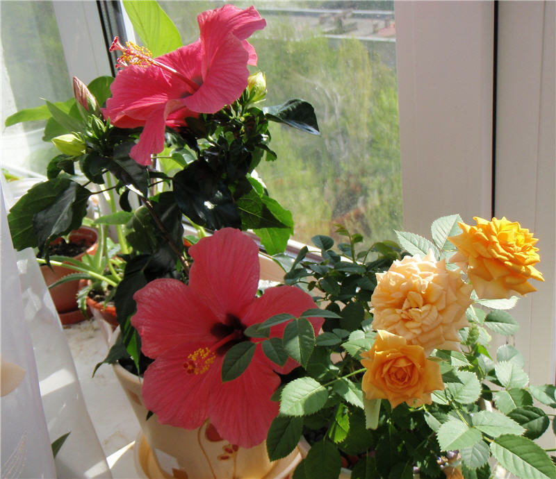 роза сейчас на окне с гибискусом голандрским