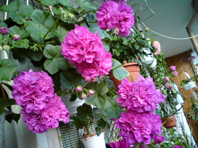 DSC00872.JPG