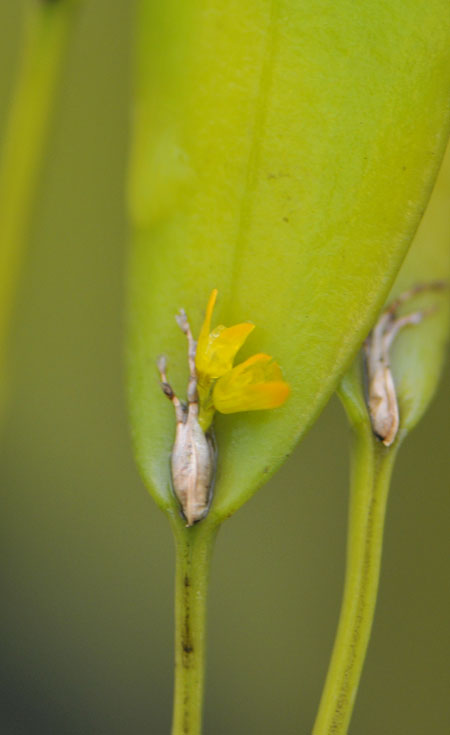 Pleurothallis luteola1.jpg