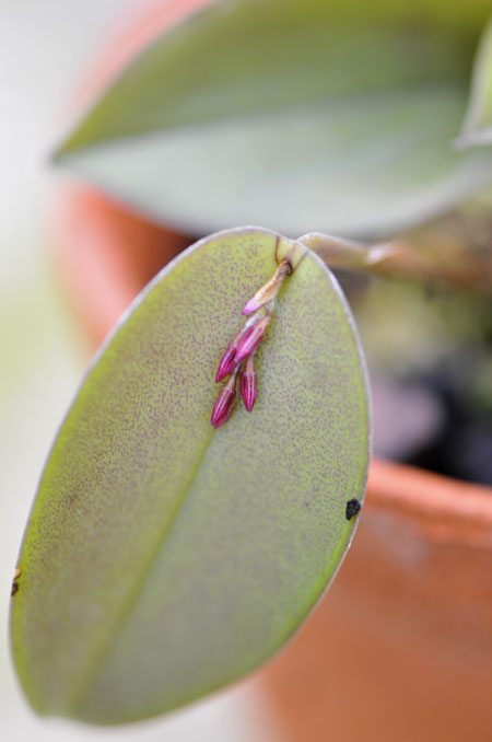 Pleurothallis hamata.jpg