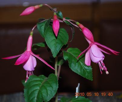 Beacon Rosa.jpg