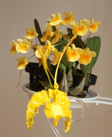 кто на свете всех милее.jpg