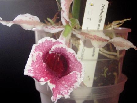 Изображение 337.jpg