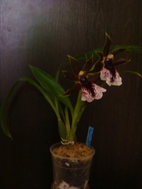 зиг красный.JPG