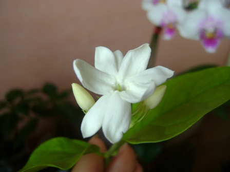 DSC00612.JPG