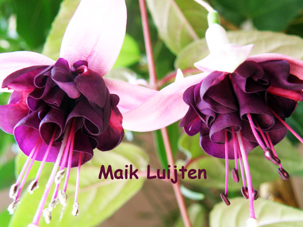 Maik Luijten 5.jpg