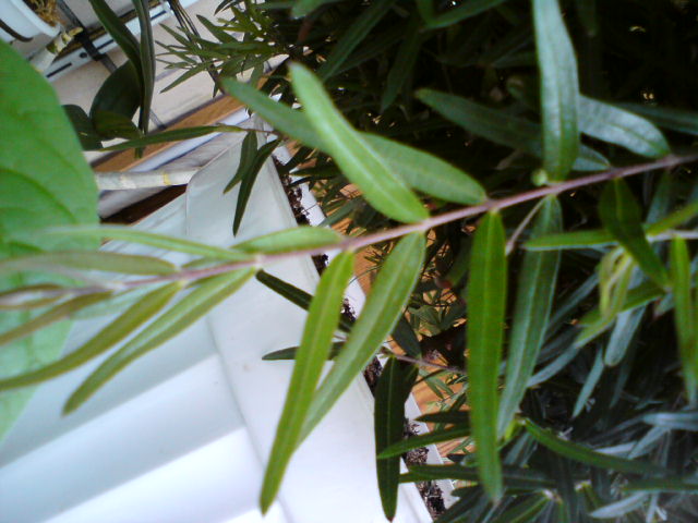 DSC01023.JPG