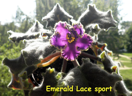 Emerald Lace спорт 7.jpg