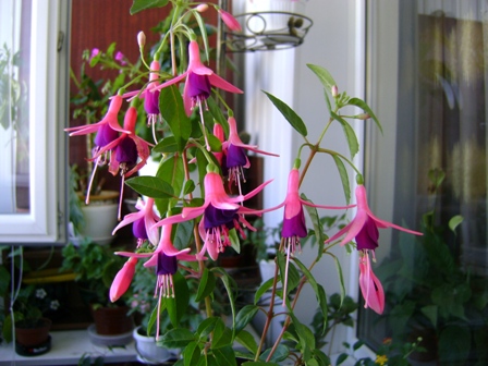 DSC00887.JPG