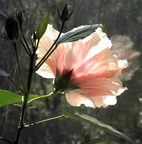 Double pink 4.jpg