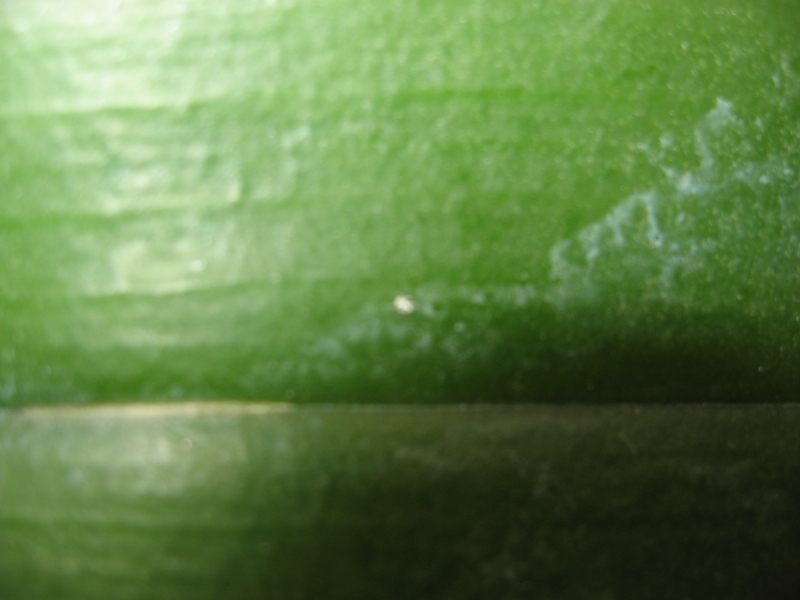 на листике фалика обнаружила белое продолговатое насекомое с шестью лапками не больше 1 мм в длину