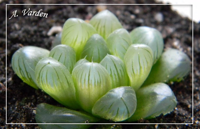 Haworthia_cymbiformis_obtusa.jpg