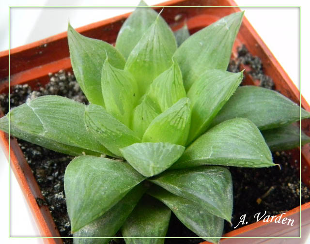 Haworthia aff alsonii