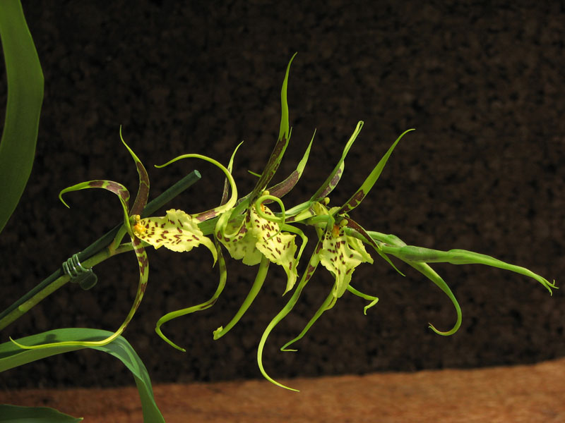 Brassia hybr.jpg