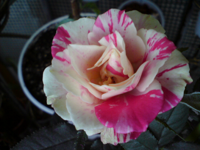 DSC01113.JPG