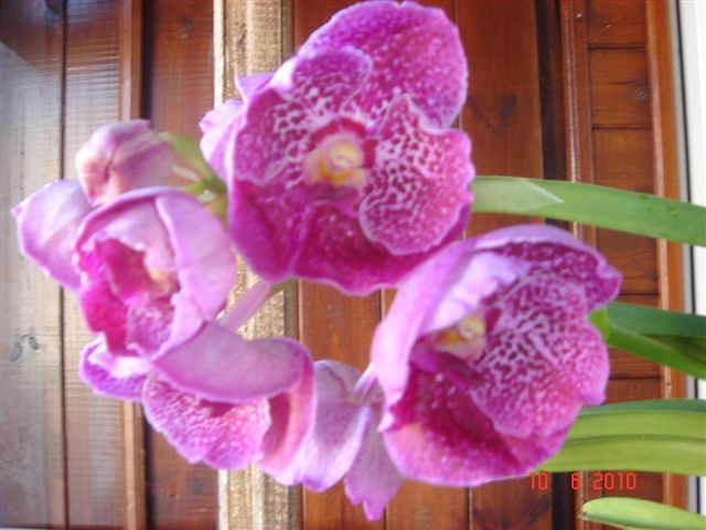 DSC00798.JPG