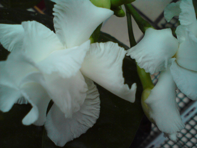 DSC01174.JPG