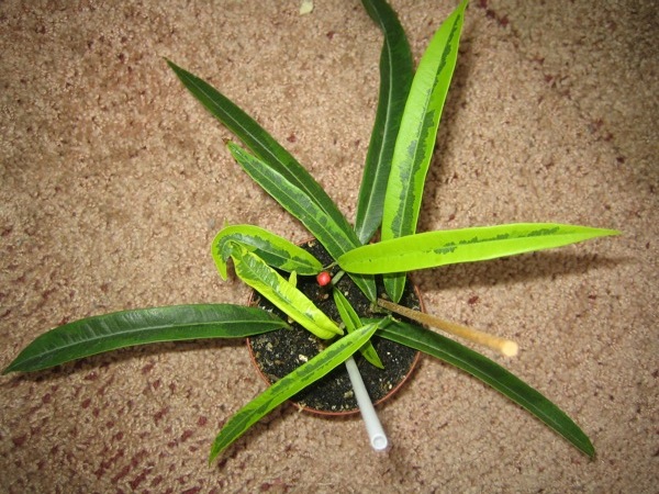 Ficus binnendijkii &quot;Амстель Голд&quot;