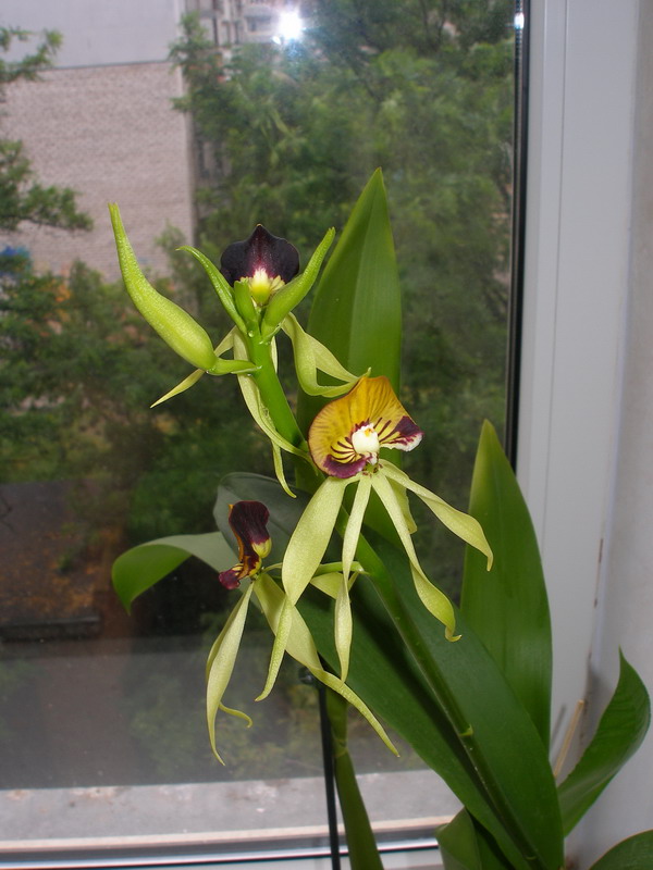 Encyclia cochleata