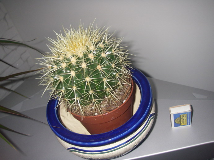 kaktus_2.jpg