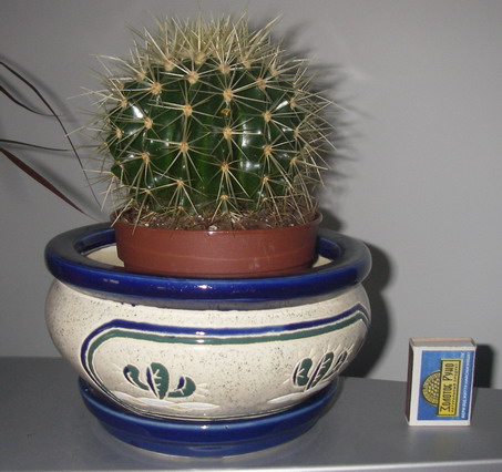 kaktus_1.jpg