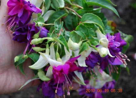 Deep Purple.jpg