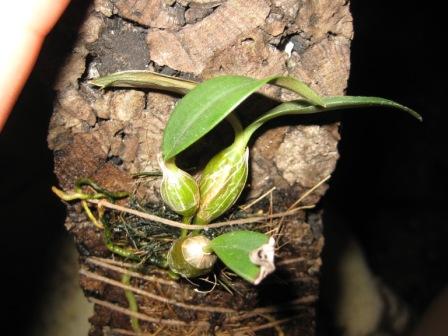 Dendrobium harveyanum 01.jpg