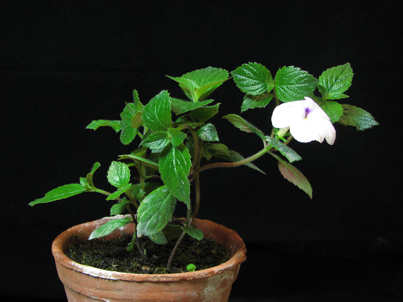 achimenes.jpg