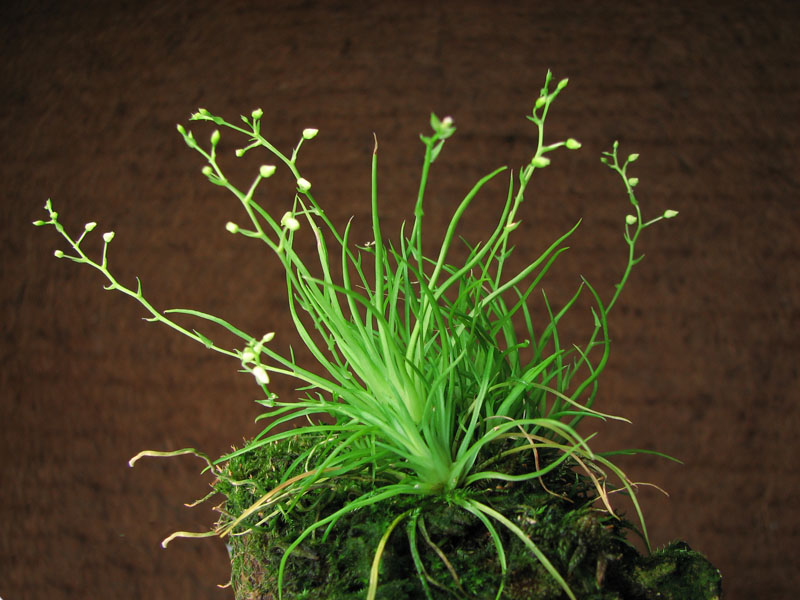 Phymatidium tillandsioides.jpg